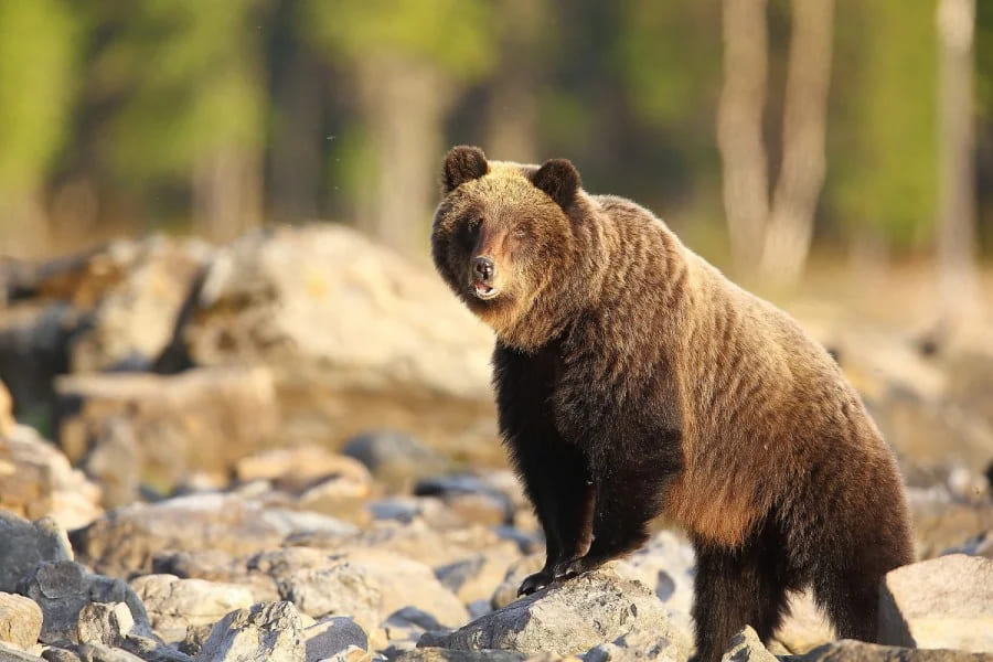 Байкальский медведь (фото: Михаил Тимофеев)