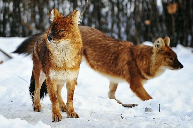 Красный волк
