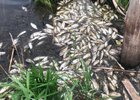 
                В пруду посёлка Батама Зиминского района массово погибла рыба
                
            