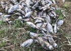 
                В пруду посёлка Батама Зиминского района массово погибла рыба
                
            