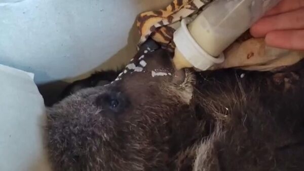 Иркутская зоогалеря планирует выпустить найденного собакой медвежонка в живую природу