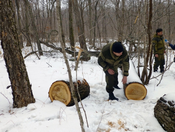 Рослесхоз: нелегальные лесорубы добыли за год около 212 тысяч тонн древесины