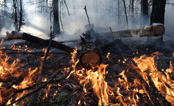 Рослесхоз: нелегальные лесорубы добыли за год около 212 тысяч тонн древесины
