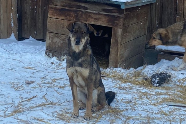 
                Приюту для собак в Иркутске требуется помощь
                
            