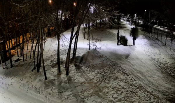 В Комсомольском парке неизвестные срубили две ели                            