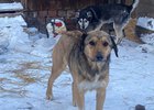 
                Приюту для собак в Иркутске требуется помощь
                
            