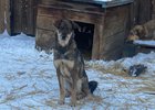 
                Приюту для собак в Иркутске требуется помощь
                
            