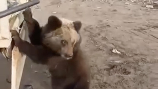 Жители поселка Невон Усть-Илимского района сняли на видео медвежонка на улице