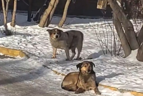
                В Иркутске бродячая собака напала на учительницу начальных классов
                
            