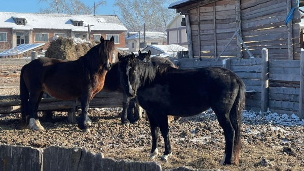 Фермер из Иркутской области разводит лошадей благодаря гранту "Агростартап"