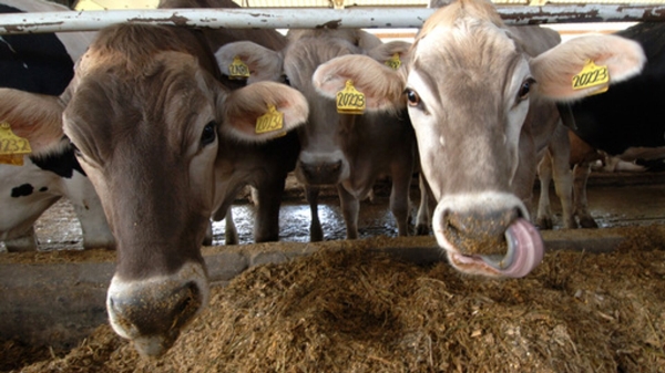В двух муниципалитетах Приангарья ввели режим ЧС из-за вспышки дерматита скота