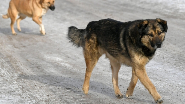 В Иркутске на школьницу напала стая бродячих собак, СК возбудил уголовное дело