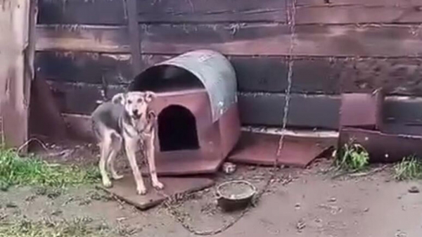 Кинолог Федорчук: собаку на видео с издевательствами в Тулуне могли подменить