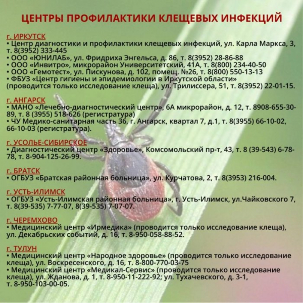 Количество укусов клещей растет в Приангарье                            