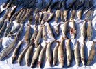 
                Еще девять рыболовных сетей с погибшим хариусом нашли в Байкале
                
            