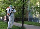 
                Второй этап обработки деревьев от горностаевой моли начался в Иркутске
                
            