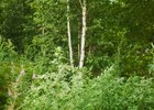 
                В Иркутской области фиксируют рост заболеваемости клещевыми инфекциями
                
            