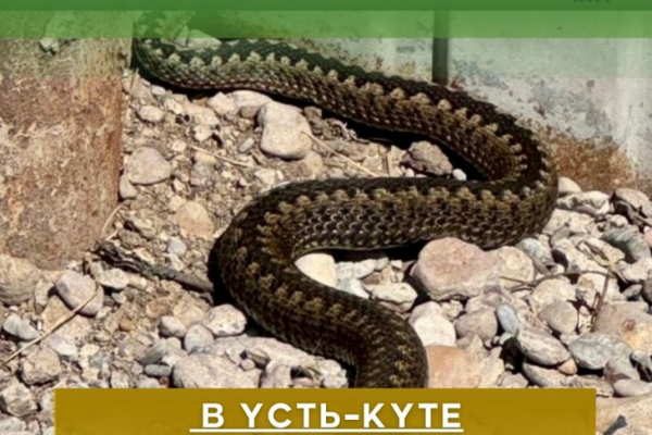 
                Гадюка заползла во двор жилого дома в Усть-Куте
                
            