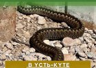 
                Гадюка заползла во двор жилого дома в Усть-Куте
                
            