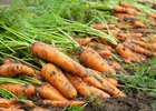 
                В Иркутской области собрали 23 тонны моркови и 245 тонн свеклы
                
            