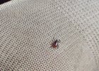 
                В Приангарье подтвердили первый за год случай подозрения на клещевой энцефалит
                
            