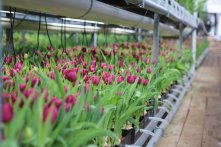 К 8 Марта «Горзеленхоз» вырастил 600 тысяч тюльпанов                            