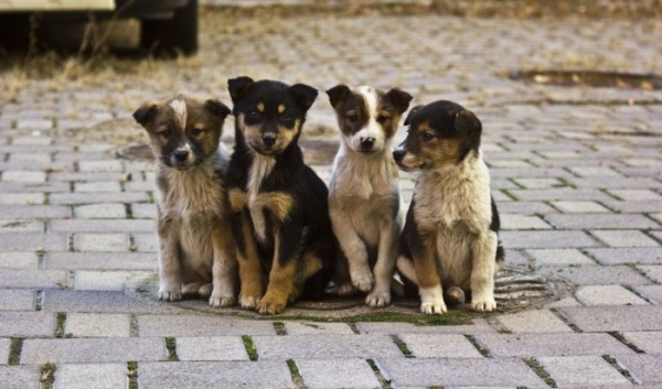 Игорь Кобзев прокомментировал закон об эвтаназии бездомных животных                            