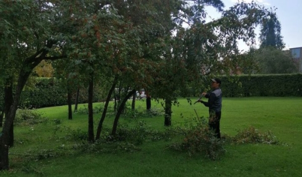 В Иркутске проводят санитарную обрезку деревьев                            