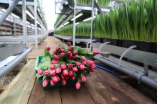 К 8 Марта «Горзеленхоз» вырастил 600 тысяч тюльпанов                            