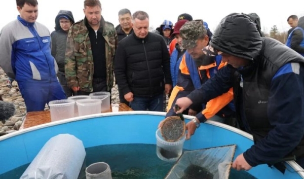 Более 50 млн личинок омуля выпустили в акваторию Байкала                            