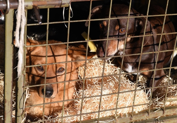 Зоозащитники добиваются отмены закона об усыплении собак в Бурятии