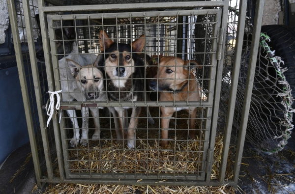 Зоозащитники добиваются отмены закона об усыплении собак в Бурятии