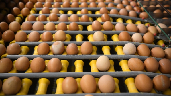 IrkutskMedia: в Приангарье зафиксировано снижение цен на яйца 